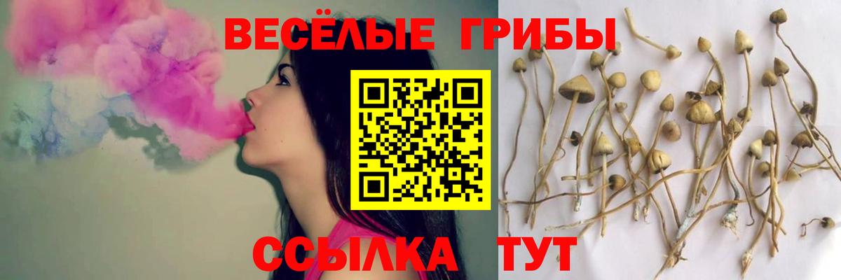 Псилоцибиновые грибы Psilocybine cubensis Новомосковск